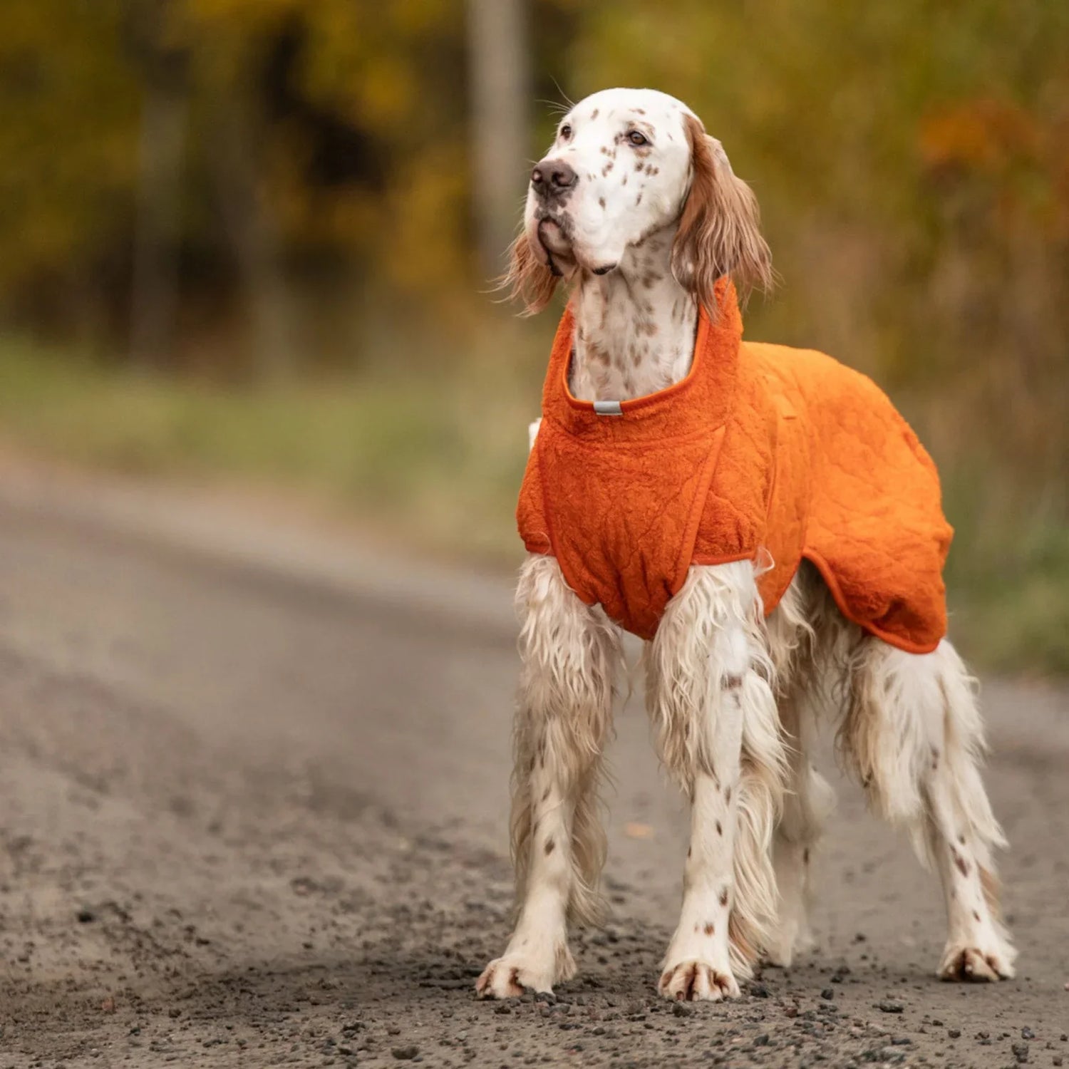 Pet Apparel
