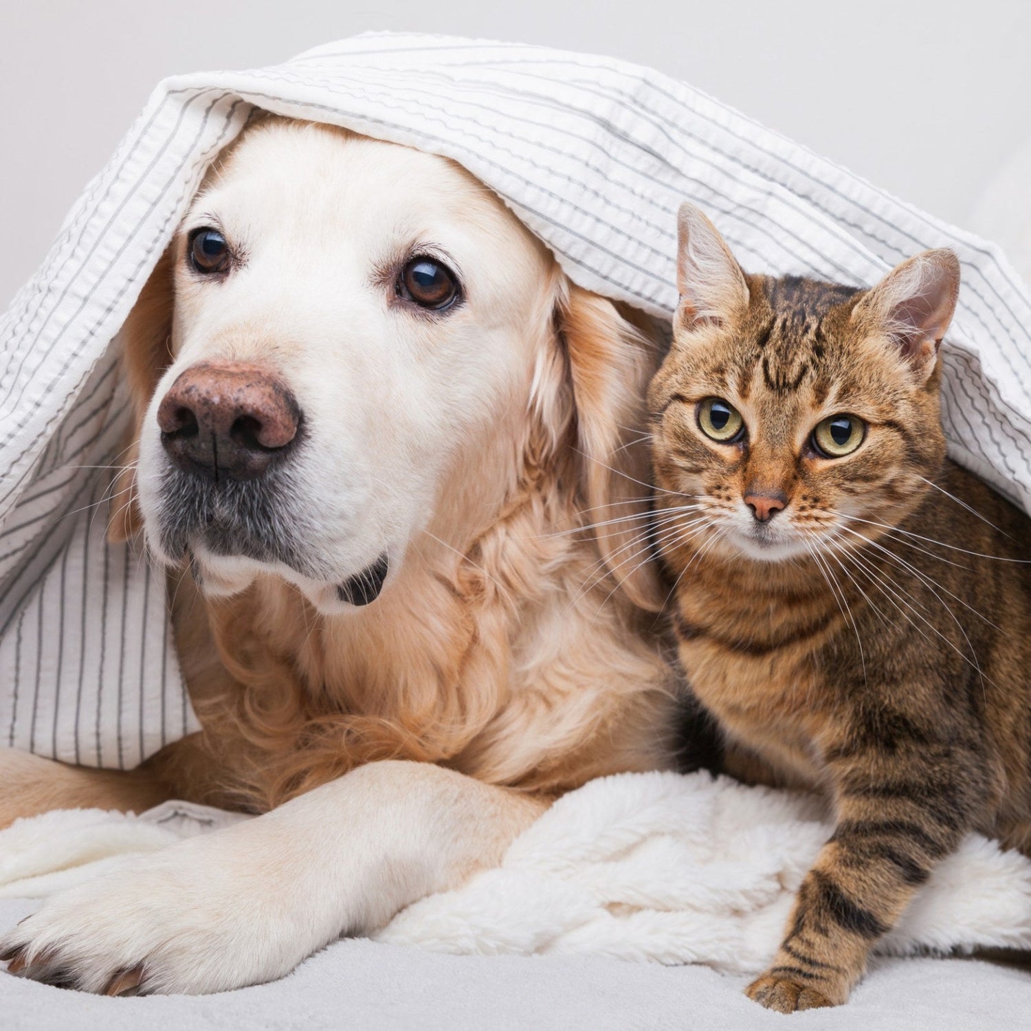 Pet Supplies